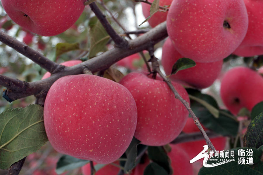 黄河新闻网临汾讯(记者 孔志华 通讯员 车晓云 辛蓉)金秋时节,硕果