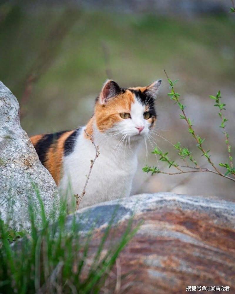 为什么“三花猫”越来越多人养？网友：养了就不想换猫_搜狐网, image size:800x1000