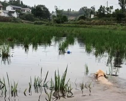 带拉布拉多回老家生活了2天，死活不愿意走