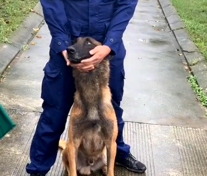 警犬体检，被吓得瑟瑟发抖，洋相百出，警犬：我也是个宝宝啊 