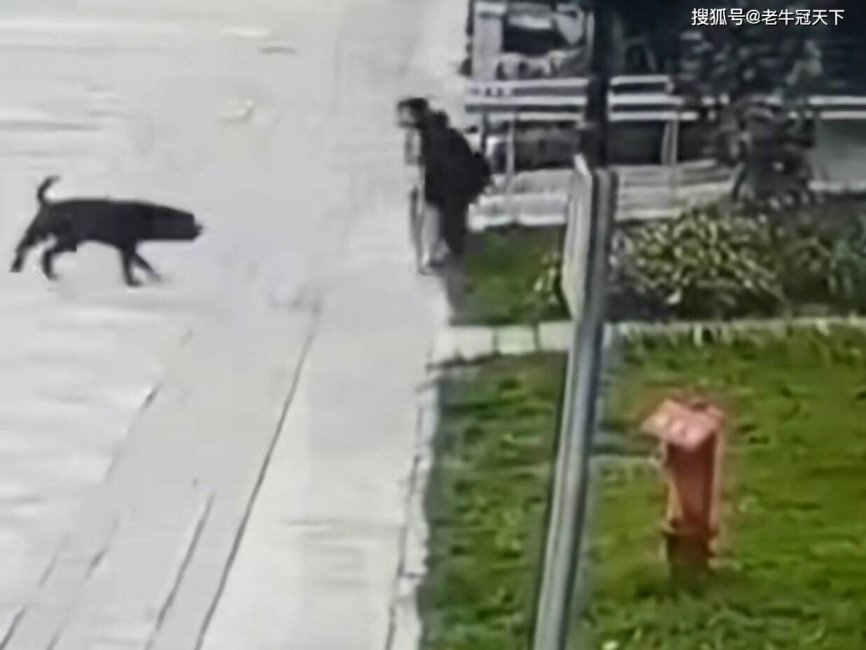 四川崇州恶犬咬伤女童事件:涉事恶犬已被捕获,黑色犬主人也已被采取刑事措施_恶狗_伤害性_街道