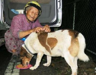 88岁老奶奶18年来不间断餵食流浪猫狗,只因不忍心它们挨饿 88岁老奶奶18年来不间断餵食流浪猫狗,只因不忍心它们挨饿