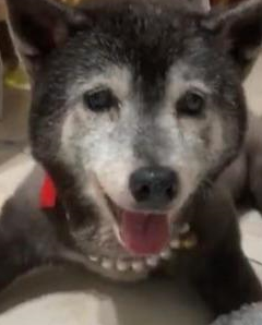 16岁老年犬沉迷泡泡纸，每一块泡泡纸都要按完