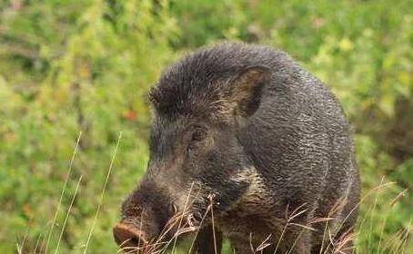 没想到贾姬进厕所没一会儿功夫,有一只野猪不知道是闻到香味还是怎么