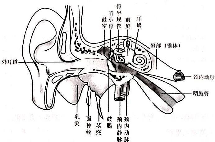 耳朵结构图怎么画图片