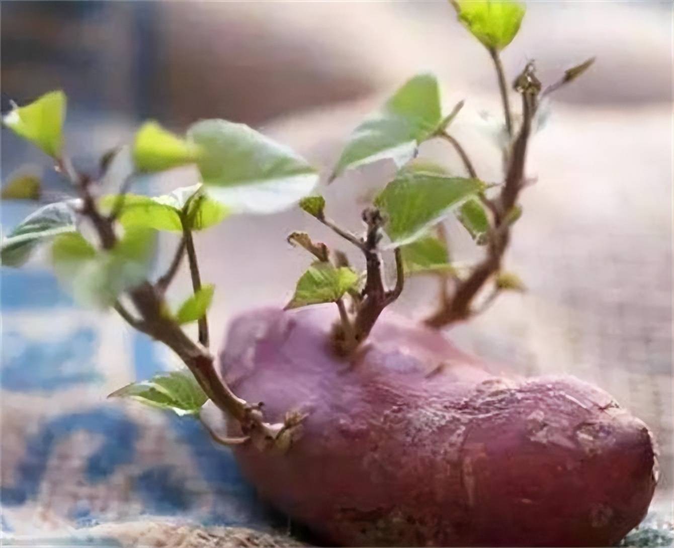 红薯发芽了还能吃吗？发芽的地瓜有没有毒？如何避免地瓜发芽 -第3张图片-趣盘玩