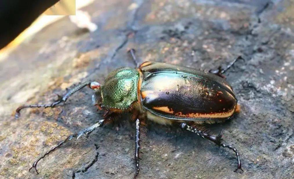 2天后网友出价31万他都不卖,专家:小心牢底坐穿_燕军_虫子_阳彩