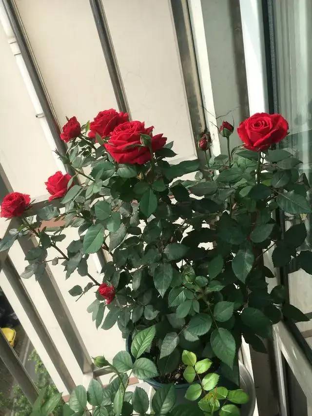 盆栽月季"新宠"蒙特卡洛,阳台族的绝佳选择_花朵_生活_人们
