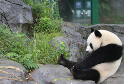 熊猫很少吃喝以为怀孕了,被专家揭穿了伎俩:怪不好意思的 熊猫很少吃喝以为怀孕了,被专家揭穿了伎俩:怪不好意思的