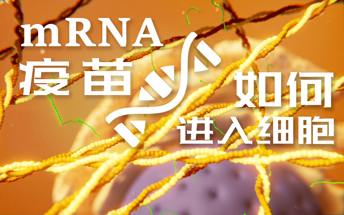 顶级的三维动画演示,获诺奖的mrna疫苗是如何进入人体产生免疫的