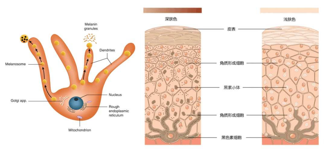 轻轻敲醒沉睡的记忆,一起回忆美白机理