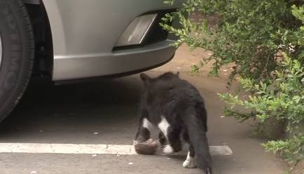 心疼！这只流浪猫腿部严重骨折，众人齐心协力救援！ 