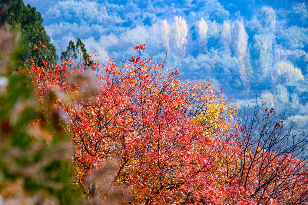 美丽乡村中国行丨观赏红叶再次走进山东青州庙子红叶谷_创作_风景区