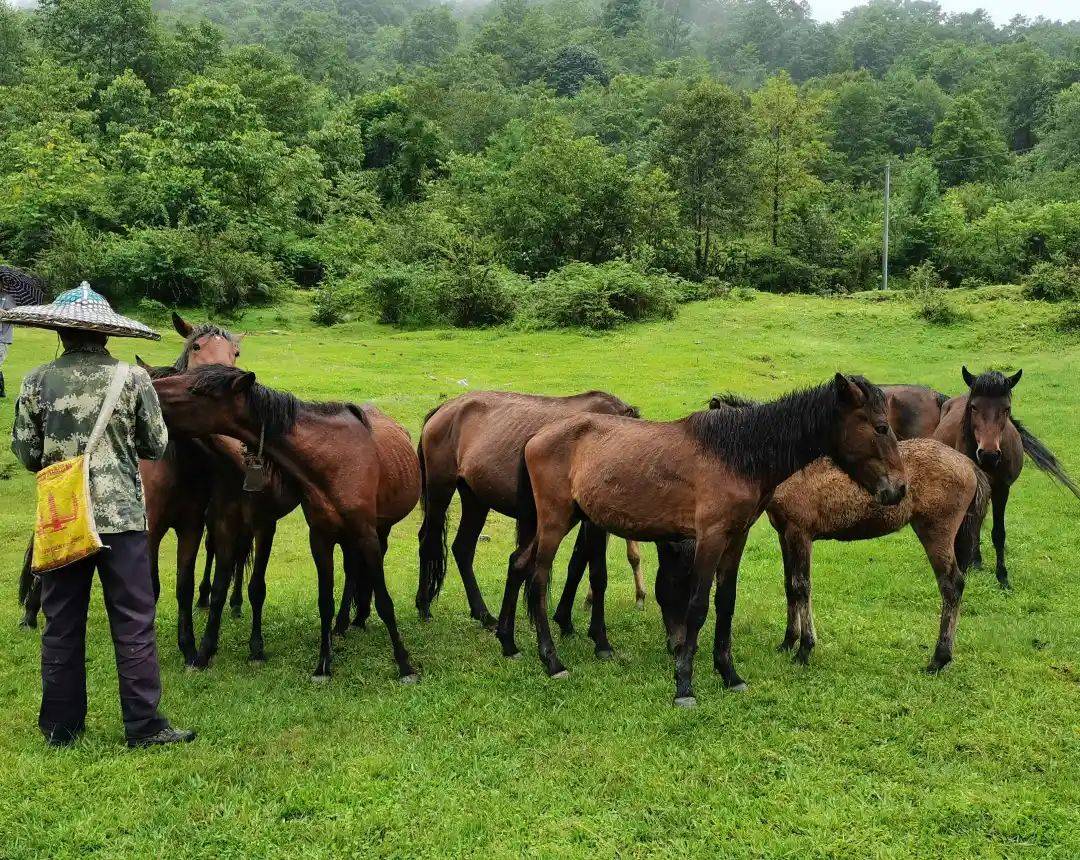 谁来保护"腾冲马"?_工作_养殖户_进行