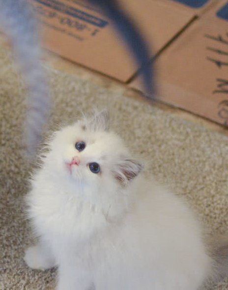 猫友纷纷晒自家猫咪的神仙颜值!不料一神秘猫打败布偶猫夺冠 猫友纷纷晒自家猫咪的神仙颜值!不料一神秘猫打败布偶猫夺冠