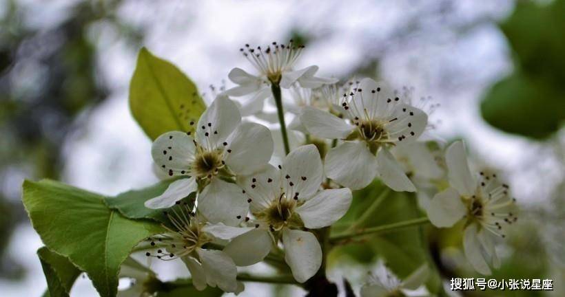 4生肖天生运势极佳,他们的儿子是成龙,女儿是凤凰,他们健康而富有