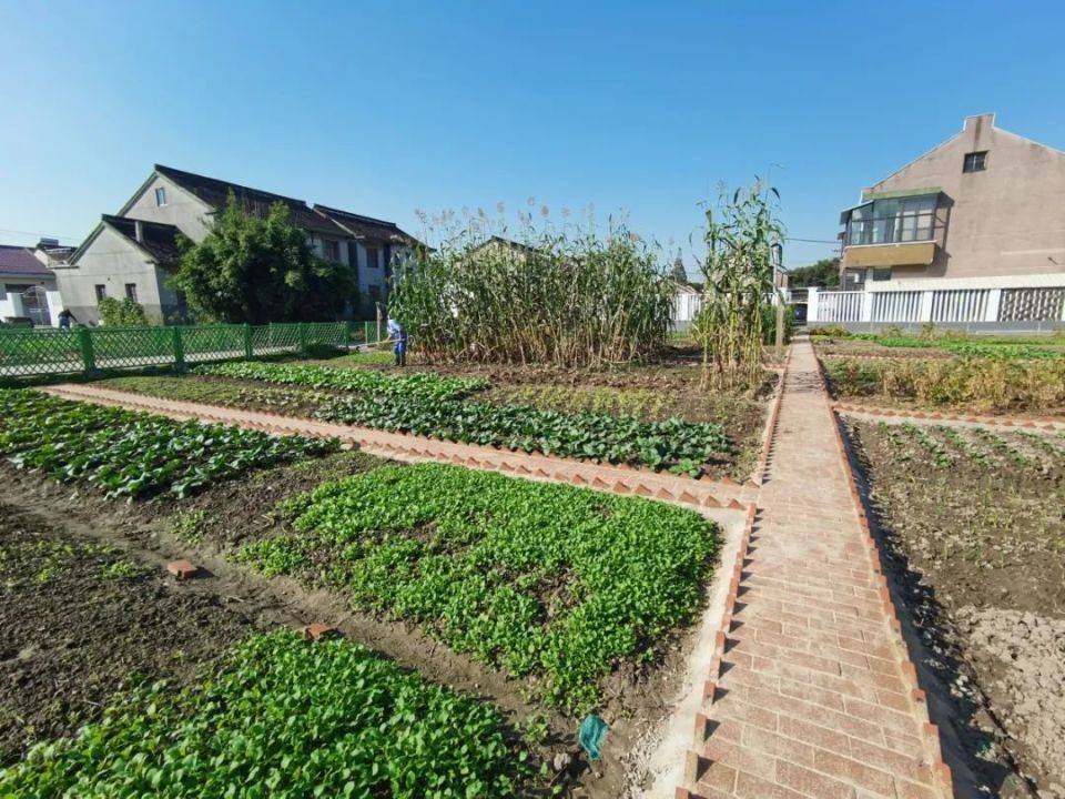 这块菜园是周边10多户村民的自留地,原先菜地里没有排水沟,常有积水