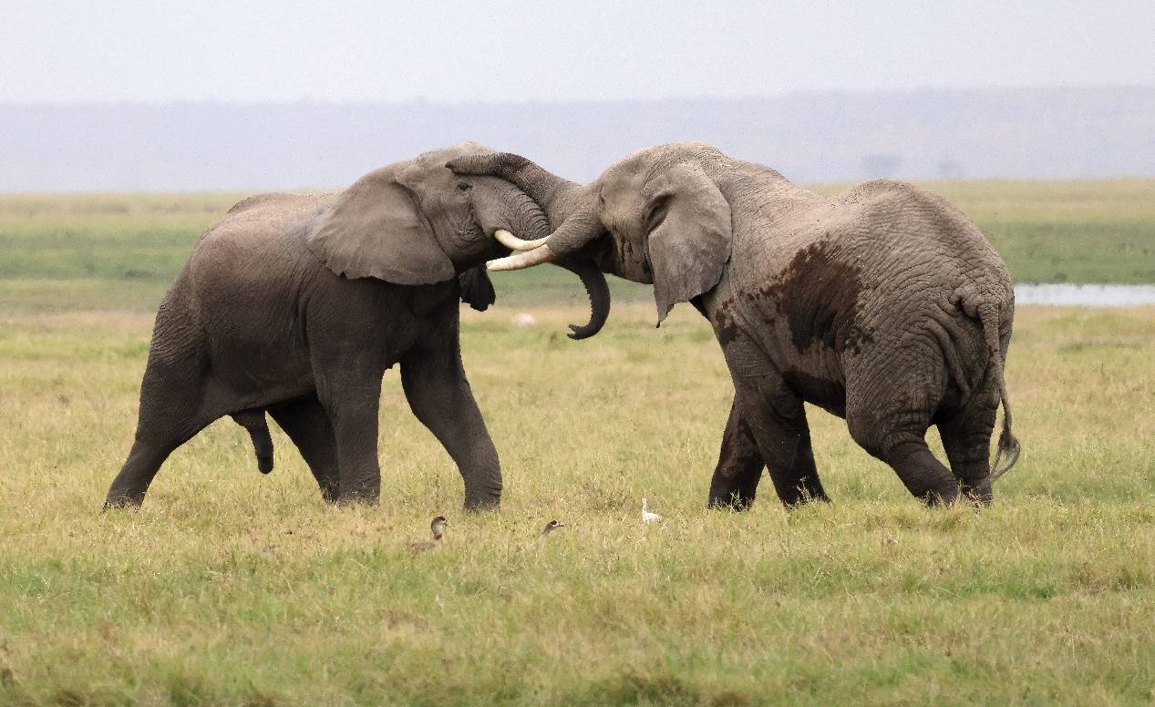 照片视频都得心应手,从堪察加棕熊到肯尼亚花豹的佳能专微野拍之旅_mm