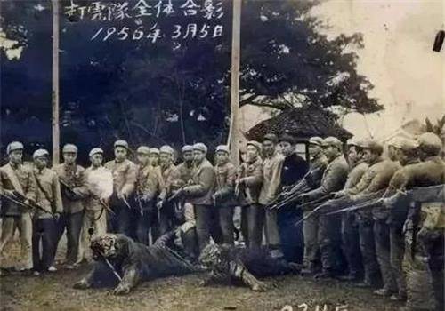 7年猎捕138头华南虎,600斤虎王也未幸免_老虎_伤人_事情