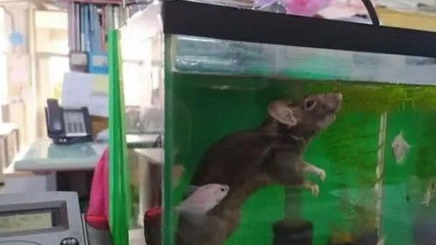 一早上班听到女同事的尖叫声,老鼠居然溺死在鱼缸里:这谁顶得住 一早上班听到女同事的尖叫声,老鼠居然溺死在鱼缸里:这谁顶得住