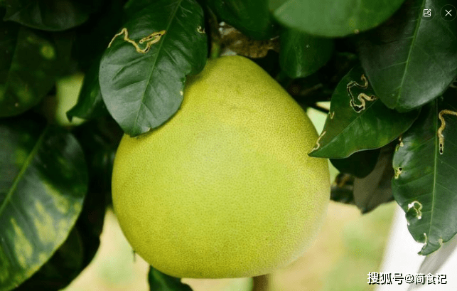 买柚子，选“尖头”的还是“圆头”的？