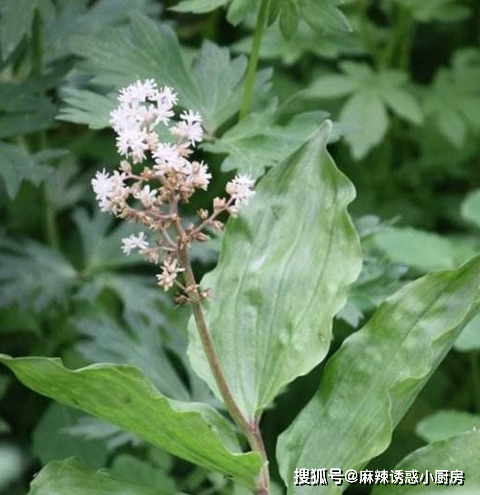 被农村人誉为"鹿鞭草",只长在山上偏僻处,遇到就捡到宝了!