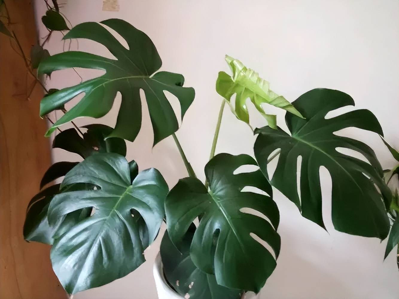 手把手教你养龟背竹,牢记掌握3个要点,叶片油绿霸气十足_状态_养护_植株