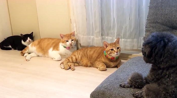 泰迪初来家中热情讨好3只猫,全程却被冷眼"监视",场面太尴尬_猫咪