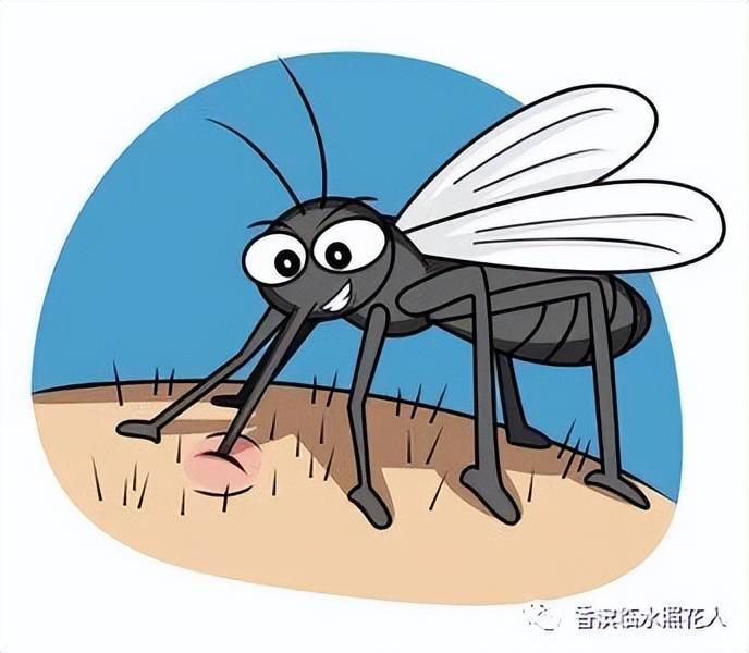 蚊子思维导图图片