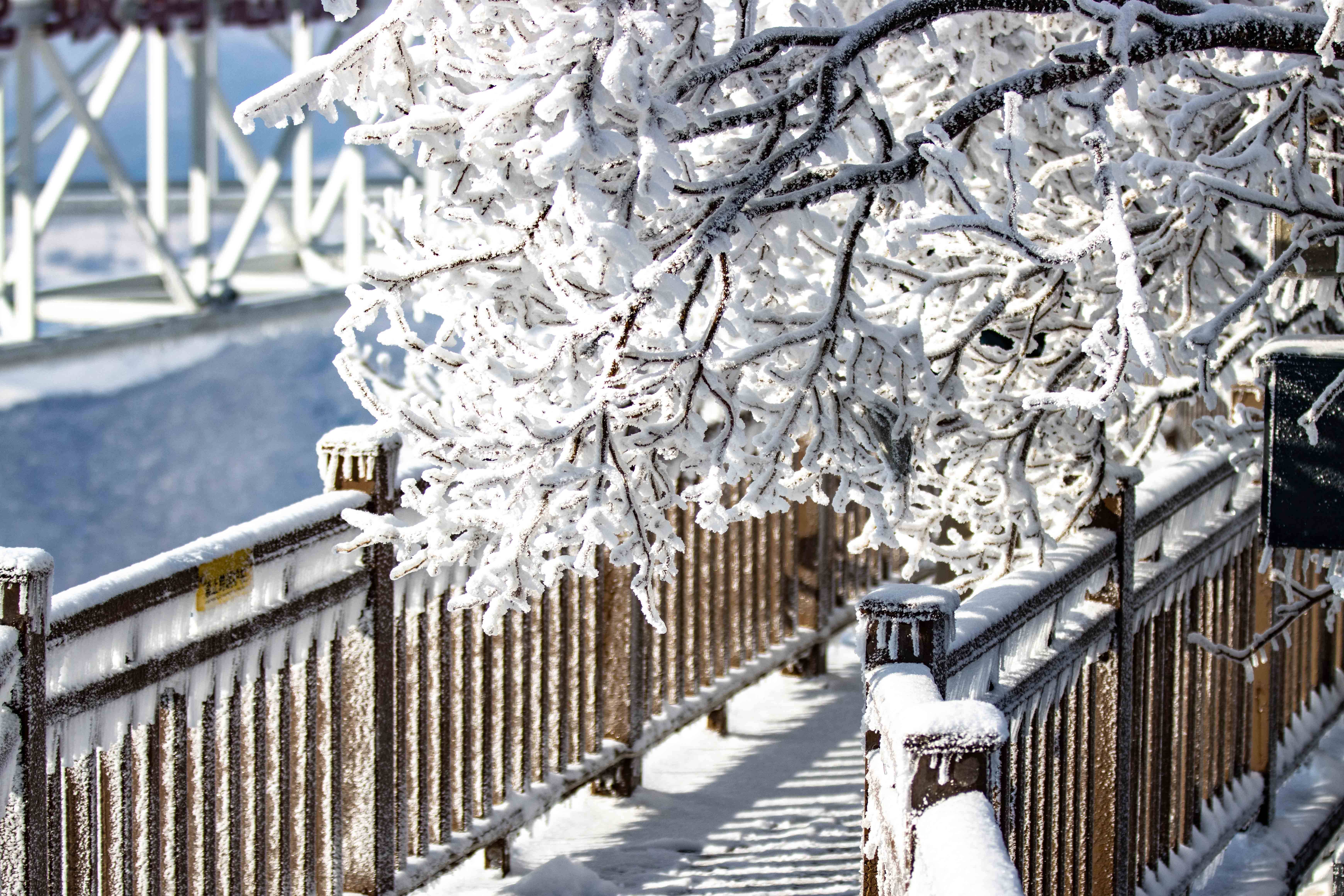 长春第一场雪景图片图片