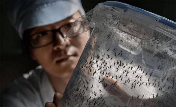 6亿只"蚊子",专在人多地方释放_蚊虫_沃尔巴克_人类