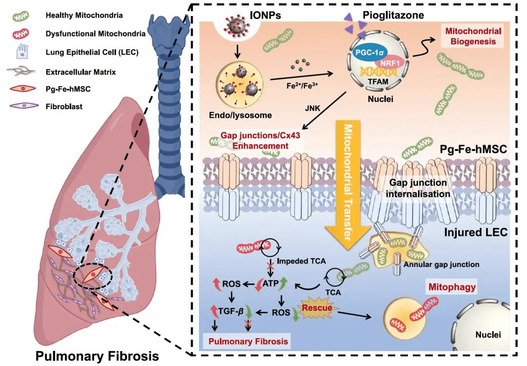 nature子刊|浙江大学:开发干细胞超级电池2.0,实现靶向受损肺细胞的再