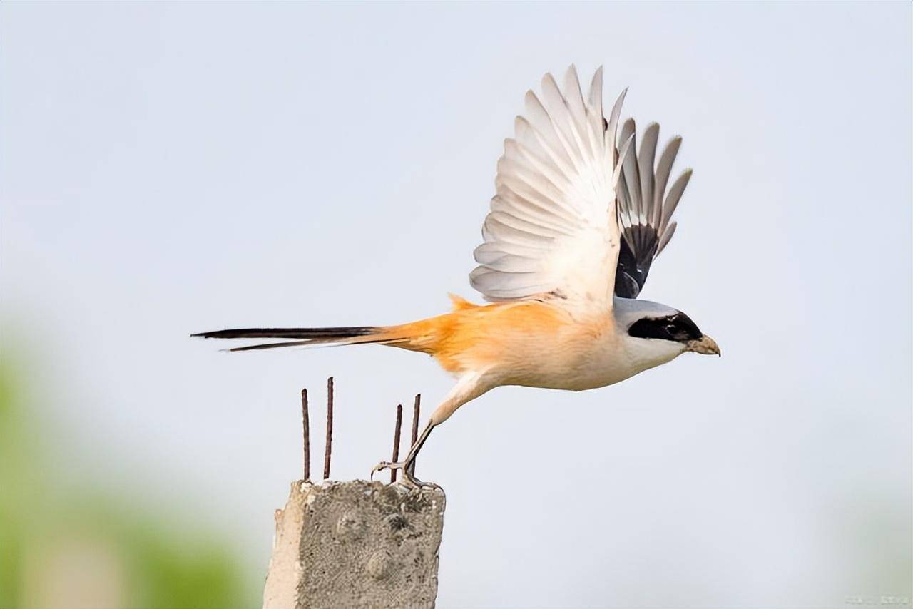 伍蓓读金陵世家有感(外九首)_书香门第_红尘_神州