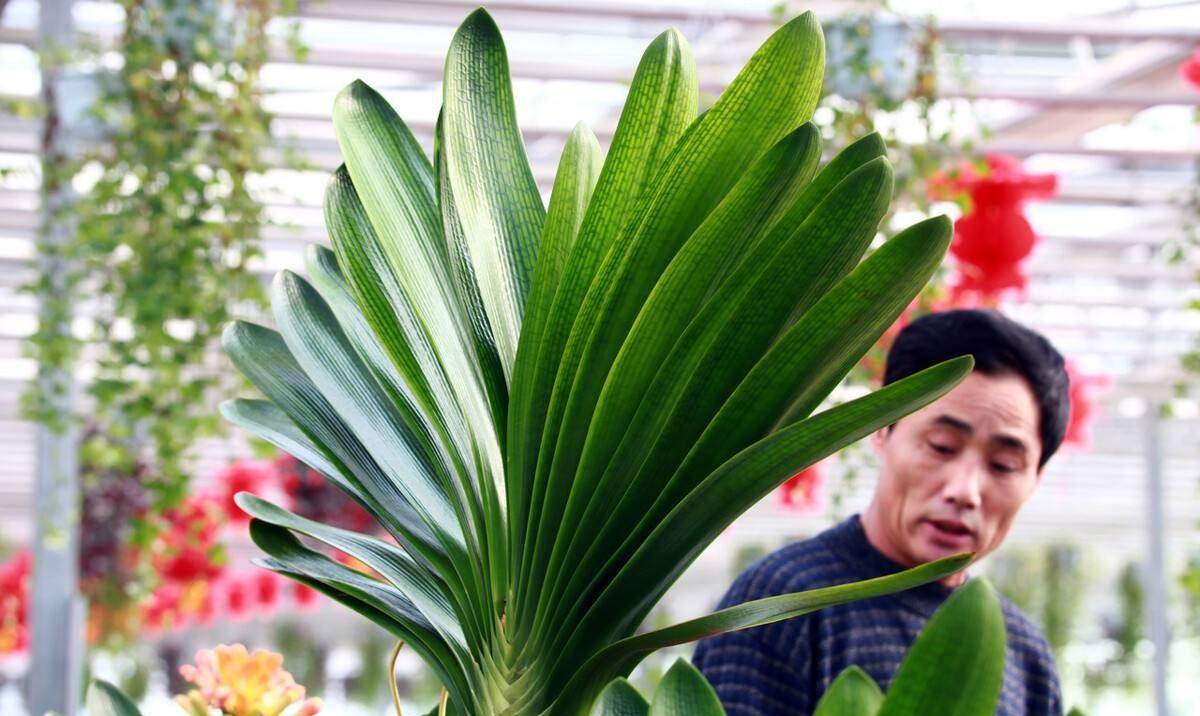 上世纪的君子兰热有多疯狂?_长春_价格_手表