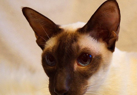 暹罗猫价格多少钱一只,暹罗猫优点和缺点哪些是你不知道的?