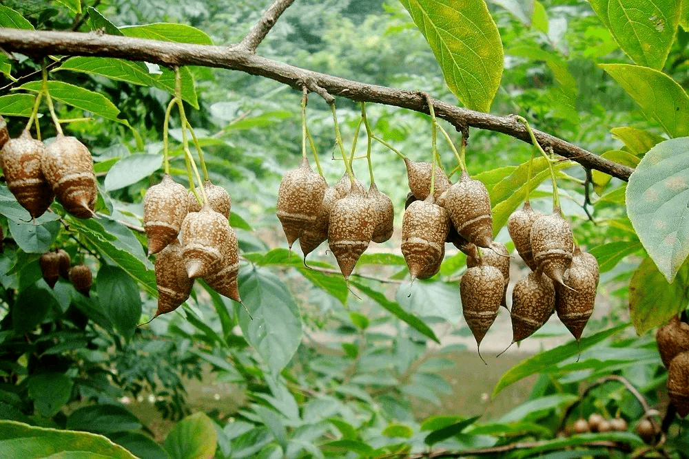 南京发现二级保护植物，树上挂满“秤砣”般的果实，种子难以发芽_搜狐网