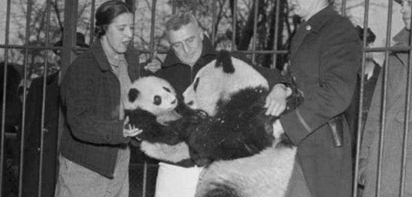 熊猫咏_露丝_苏琳
