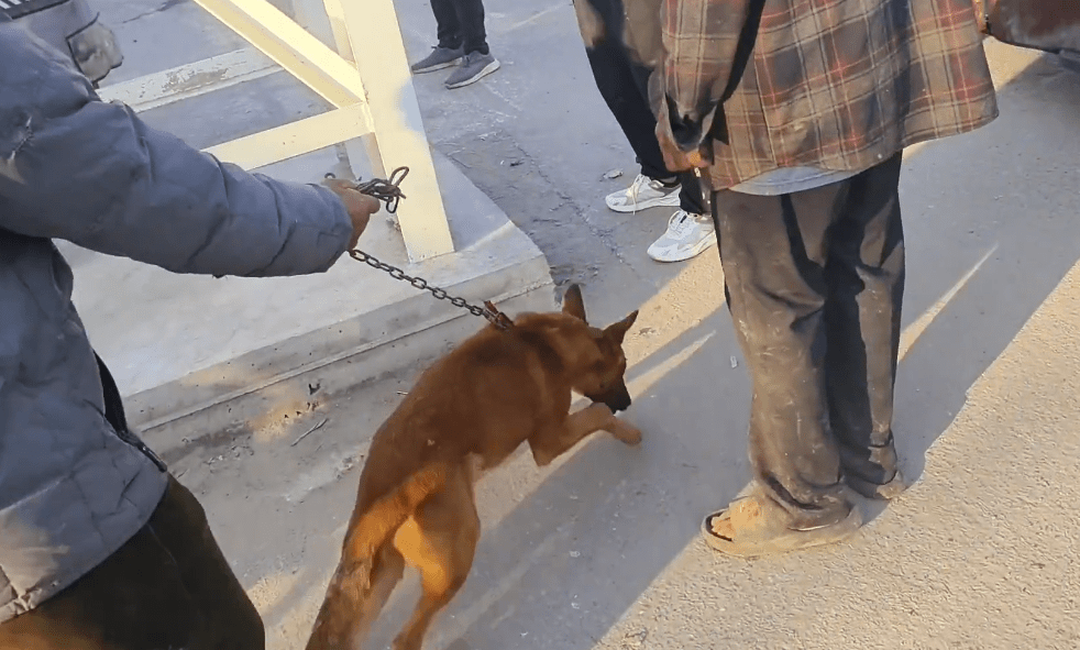以为逃过一劫，却被狗贩劝进了笼，看着笼里的看家犬，狗主愧疚道：它净咬人家 