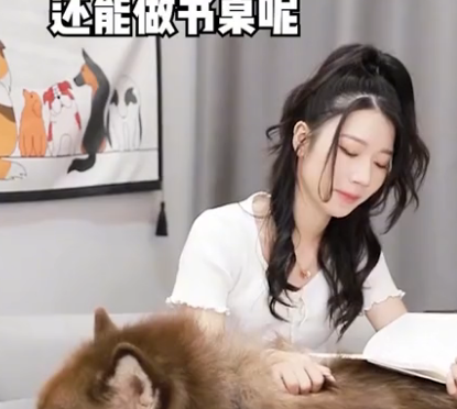 湖南女子养了一条阿拉斯加,可以拉人还能当桌子:还要男友干吗? 湖南女子养了一条阿拉斯加,可以拉人还能当桌子:还要男友干吗?
