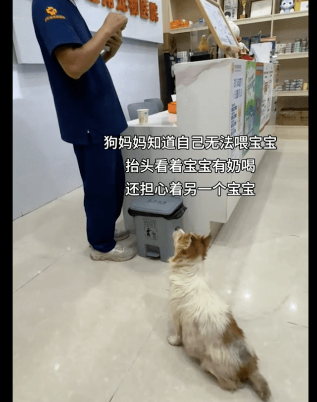 狗狗难产要花3千做手术，摆摊阿姨毫不犹豫送去医院：不能苦了它 