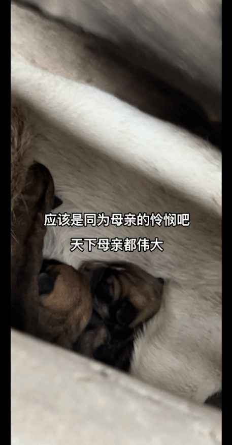 经常投喂的流浪狗,竟在自家屋顶上生崽了,对善良房主家的信任! 经常投喂的流浪狗,竟在自家屋顶上生崽了,对善良房主家的信任!