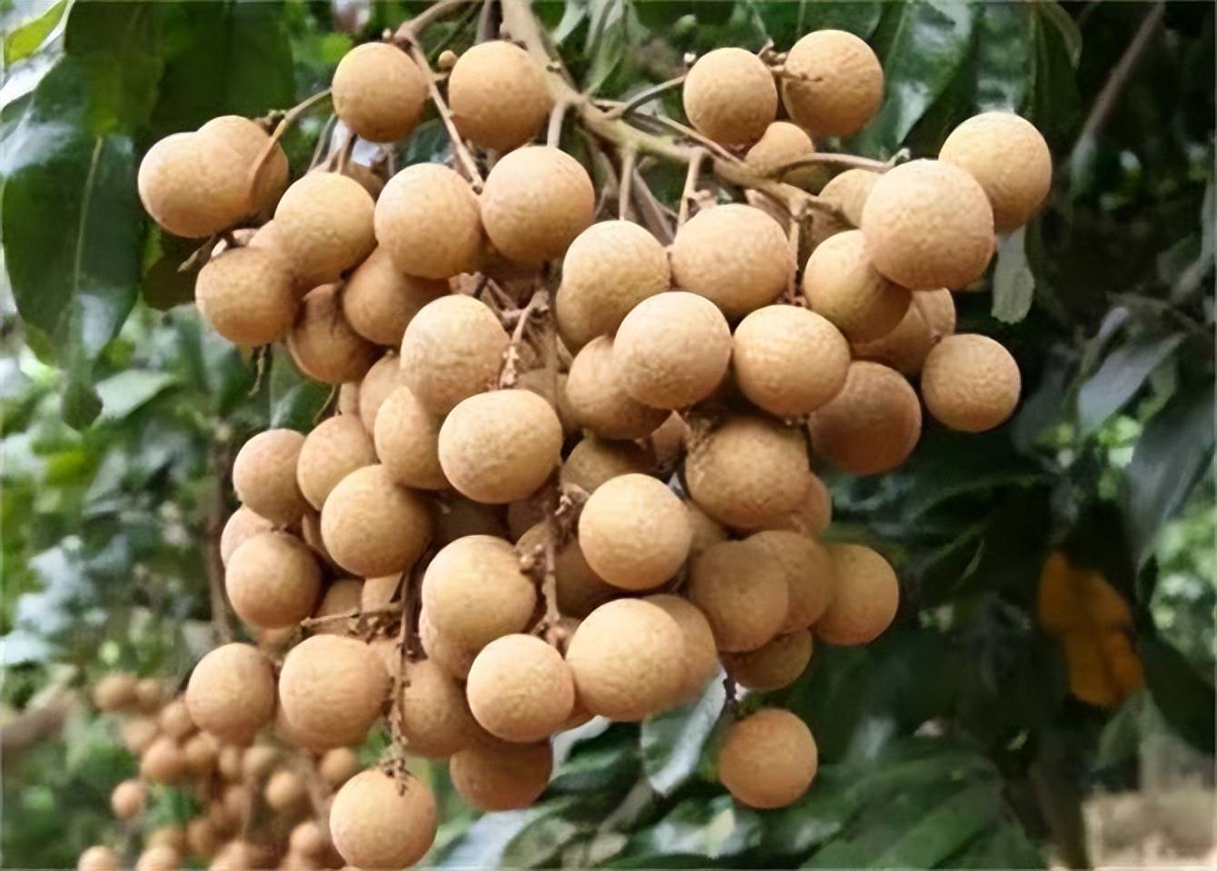 吃了这么多年才知道,龙眼和桂圆还有如此大区别,以后别再乱买了_果实