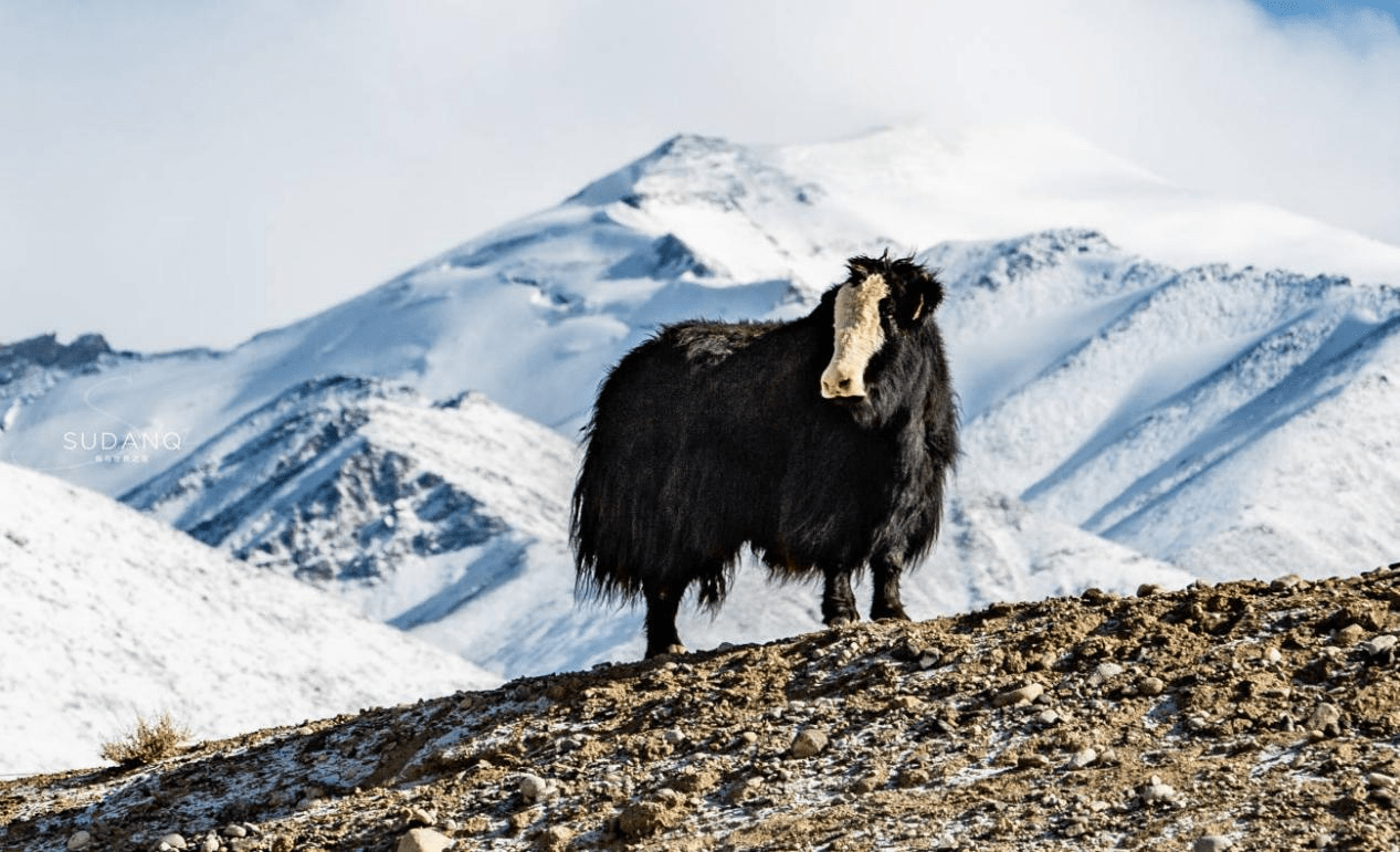 舌尖上的云南:高端的牦牛火锅,还得是香格里拉_高原_吃法_自然环境
