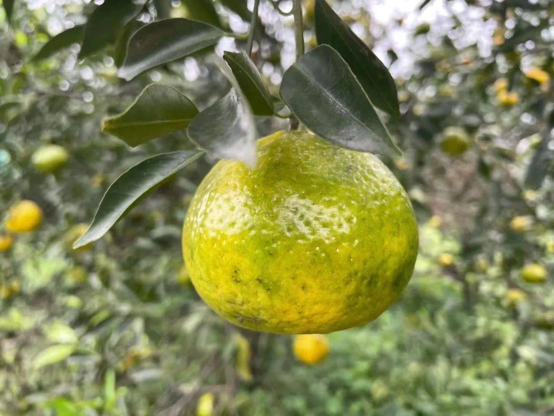 新会柑进入丰收采摘季!浅析新会陈皮当前市场行情_产业_影响_品牌