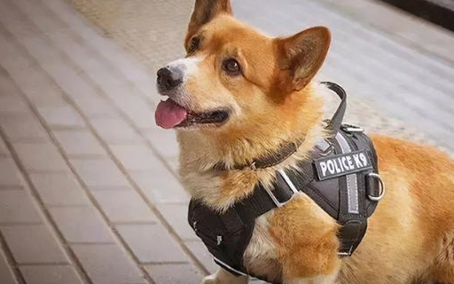 小短腿柯基的生活簡直酷斃了_ryzhiy_警犬_查瑪