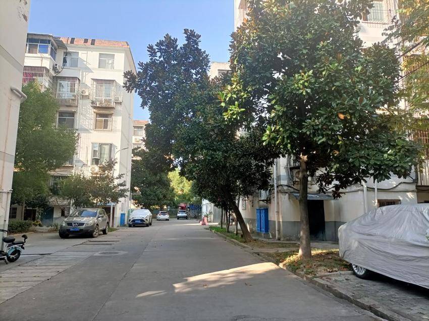 潜江市广华寺街道:主动作为解民忧 规范修剪消隐患_社区_树木_居民