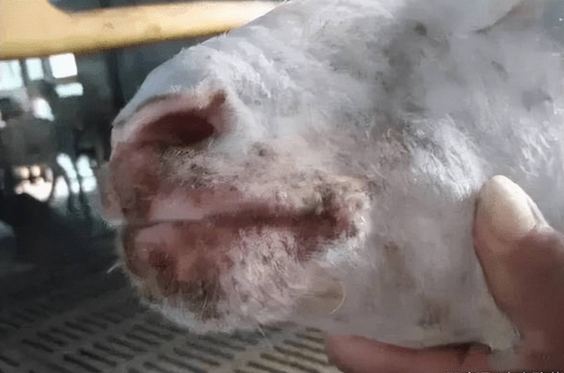 羊烂嘴烂舌头怎么治疗?羊烂嘴是怎么回事?养羊人赶快收藏学习!