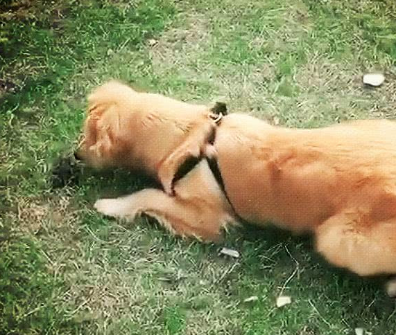 小狗咬住主人裤腿,忍耐力爆棚,主人大赞比马犬牛!_狗狗_青蛙_东西