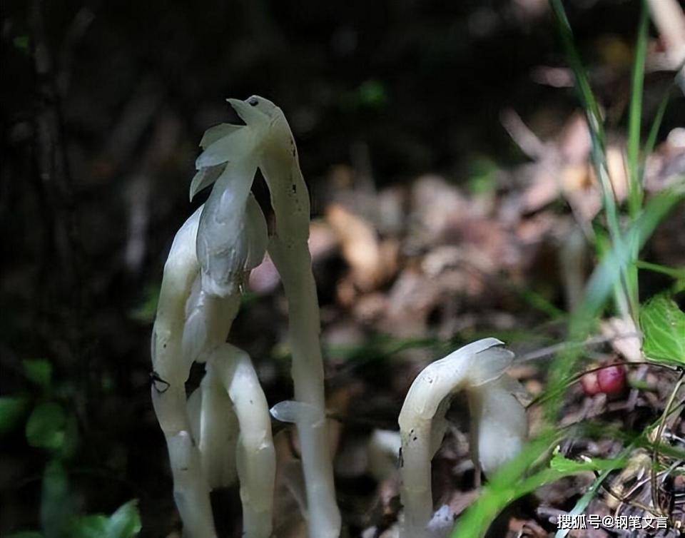 曾是商人眼中"印钞机",被誉为"仙草之王",现在沦落为盆栽