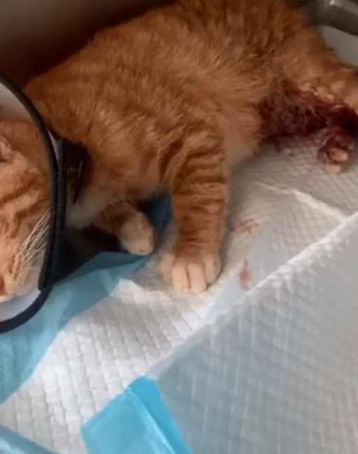 一念之差,猫咪严重受伤,手术救治后,最终还是去了喵星 一念之差,猫咪严重受伤,手术救治后,最终还是去了喵星